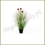 Allium Grass